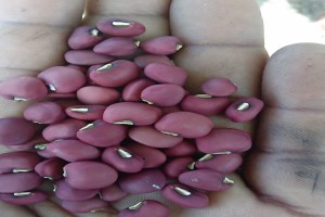 RED BEANS from Kenya